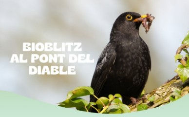 [VISITA] BIOBLITZ AL PONT DEL DIABLE