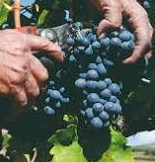 [JORNADA] TAST DE VINS – UNA EXPERIÈNCIA SENSORIAL A LES TERRES DE L'EBRE